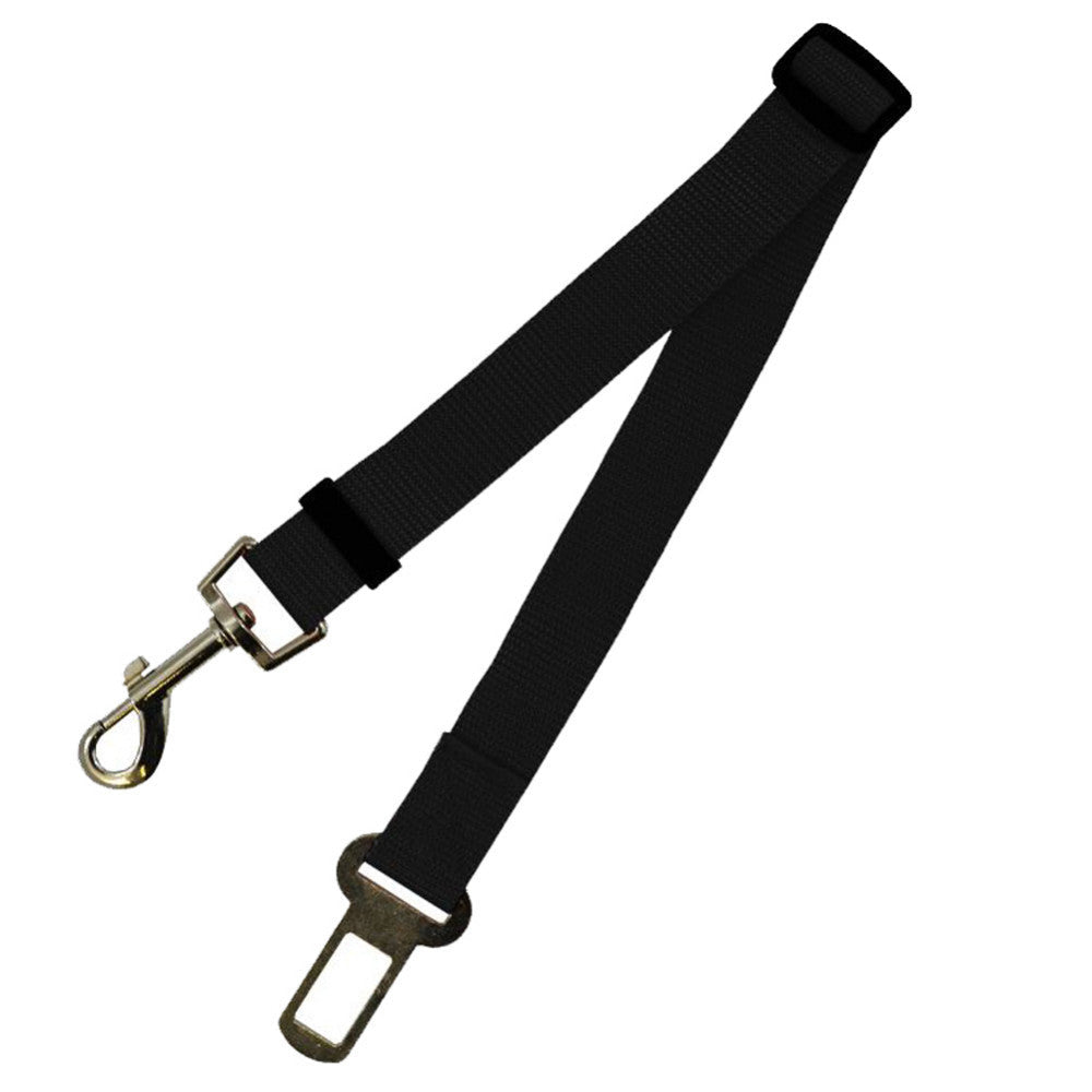 A dog owner's hand holding a dog leash, with a dog's paws visible in the background.