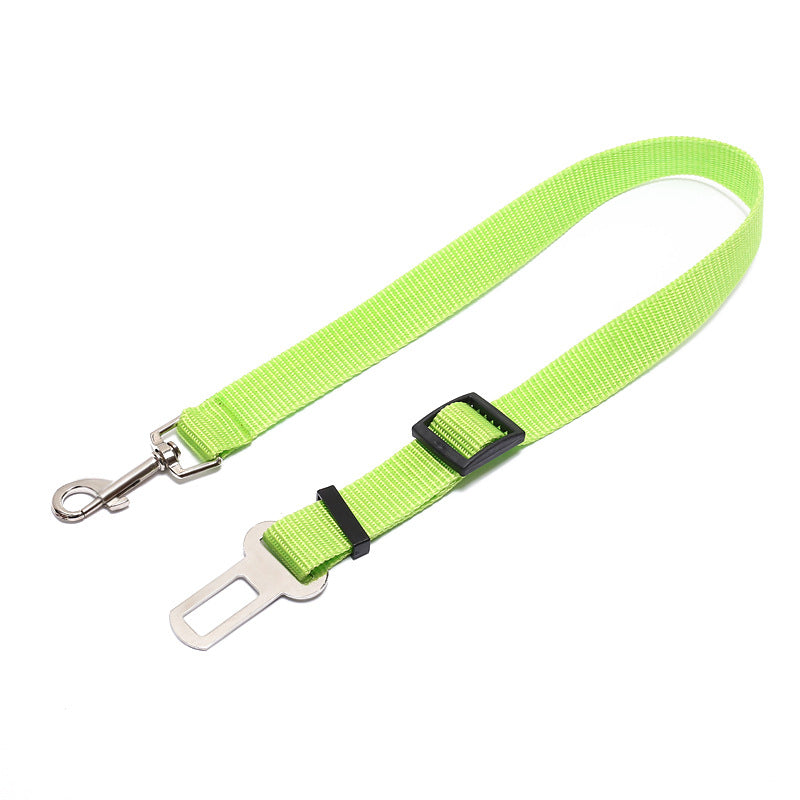 A dog leash attached to a dog's harness, with the dog looking directly at the camera, emphasizing the connection between pet and owner.