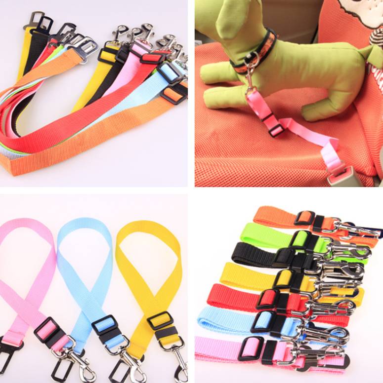 A vibrant, braided dog leash held by a person walking a small, fluffy dog down a sunny sidewalk.